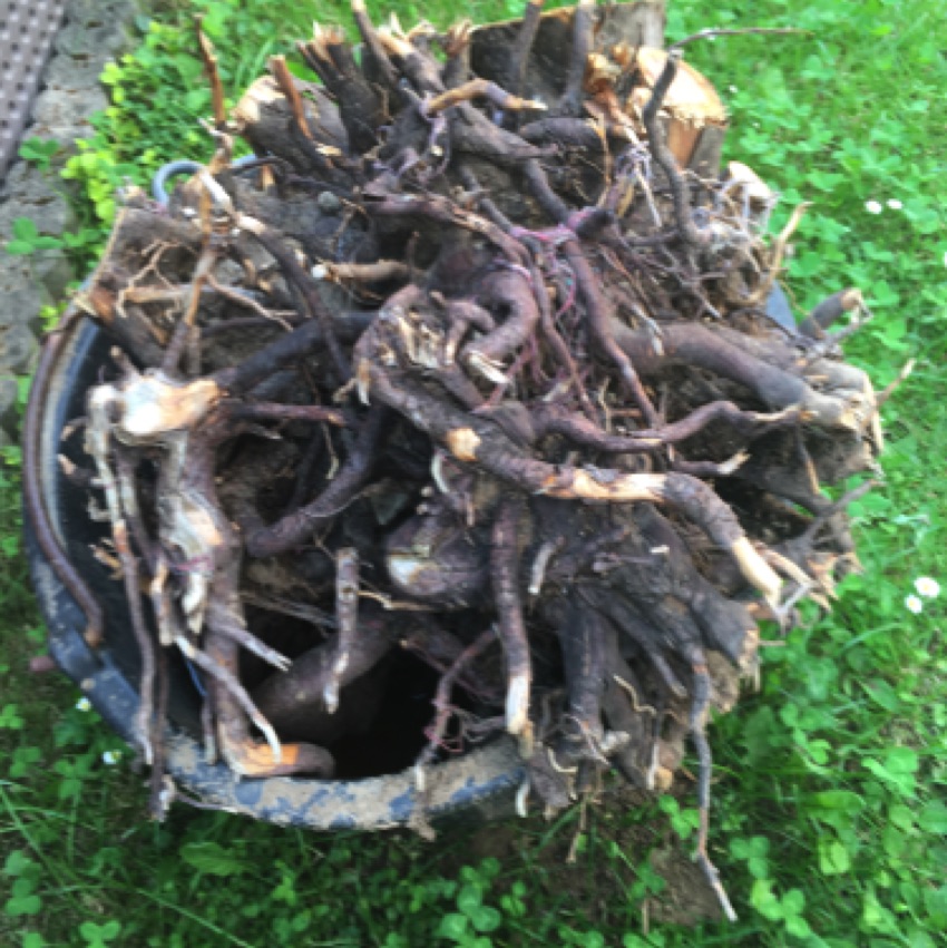 Eibenwurzel